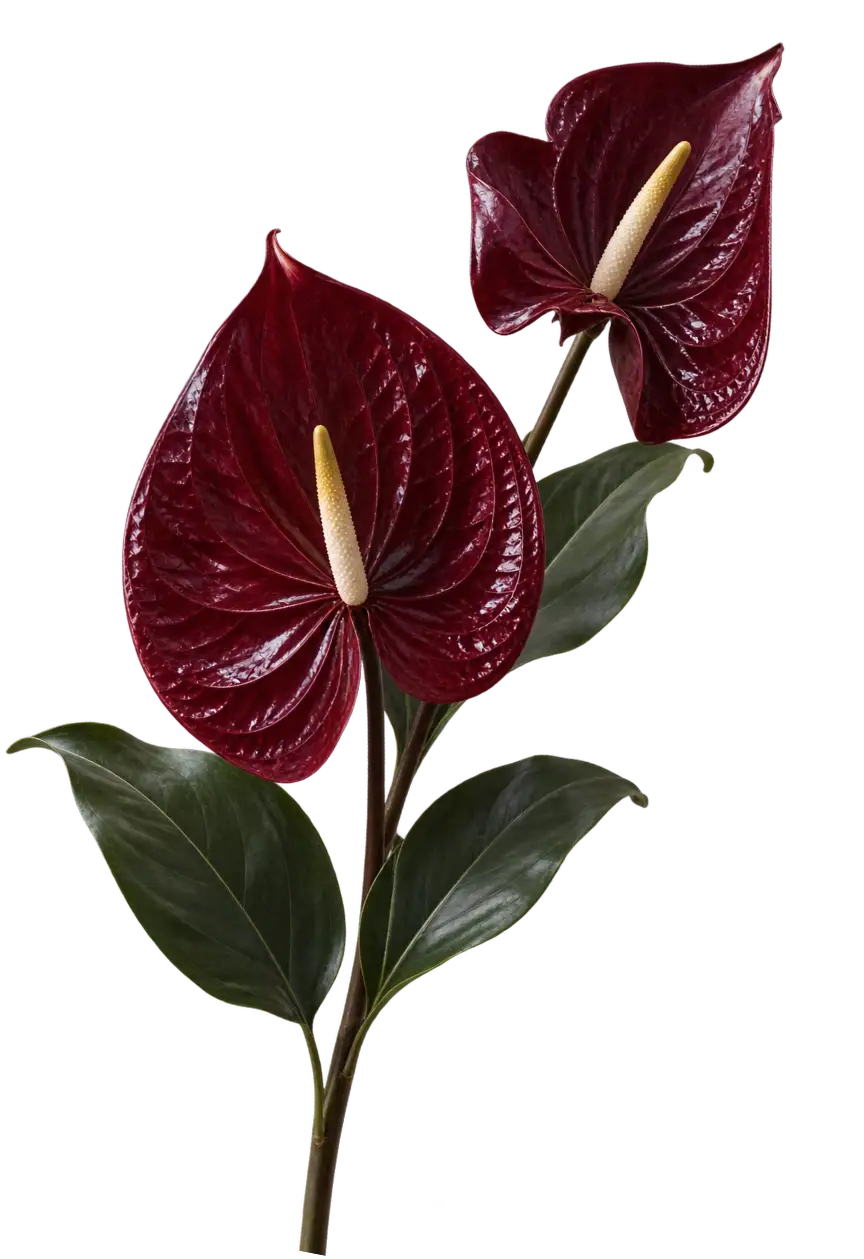 Flor Decorativa